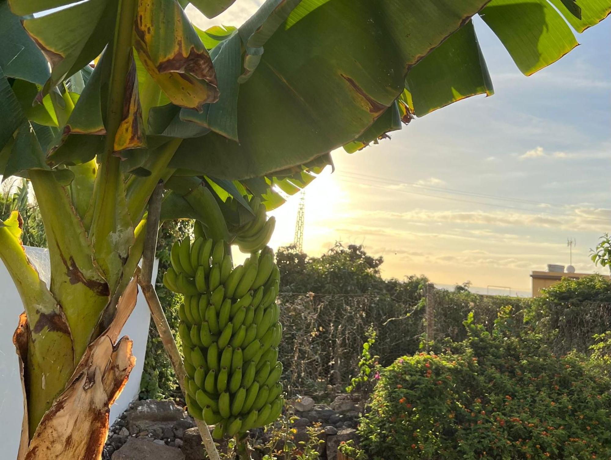 Un Paraiso En Tenerife Villa Punta Del Hidalgo Esterno foto